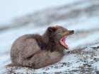 Arctic fox, blue morph, in snow during winter close to Pyramiden in Dickson-Land. Norway, Svalbard. Art Print